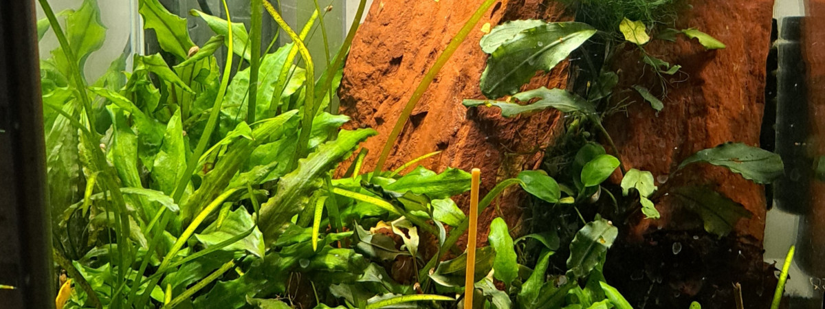 aquarium 25L Neocaridina yellow neon