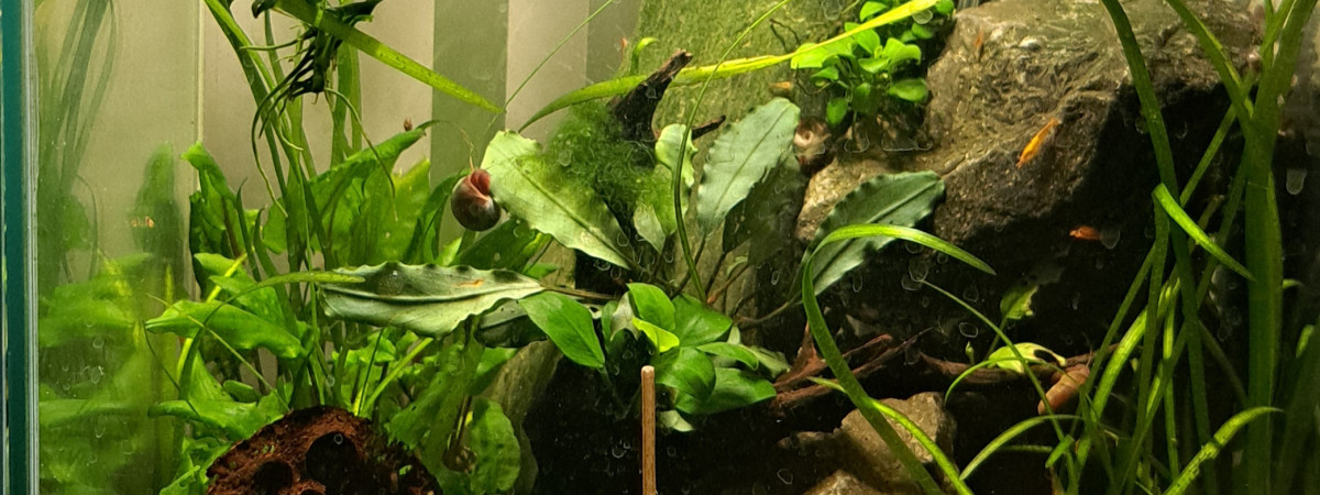aquarium 25L Neocaridina orange sakura
