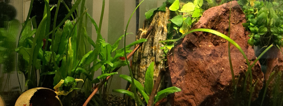 aquarium 25L Neocaridina rili orange