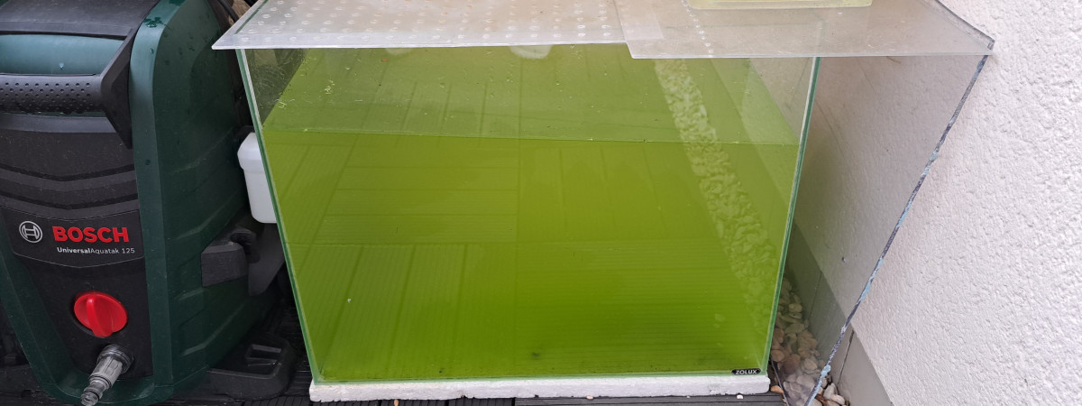aquarium 40L eau verte pour bestioles zooplancton