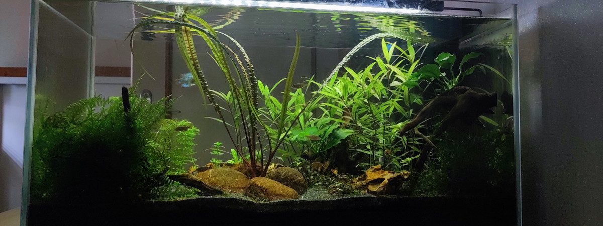 aquarium Mare asiatique