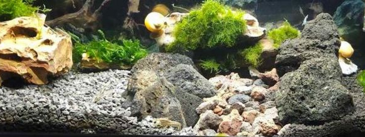 aquarium Elevage Ecrevisses naines Cambarellus texanus