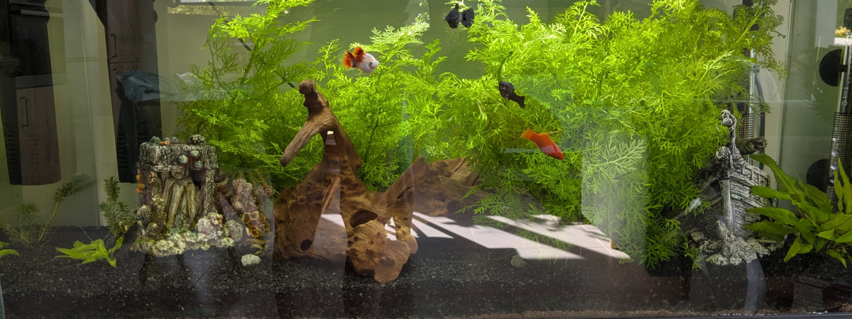 aquarium Aquarium 80L