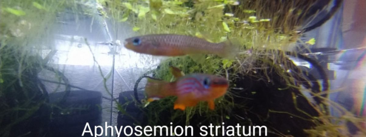 aquarium 324 01 Jeune Couple  Aphyosemion striatum  Ncolamvan GEMHS 00-33