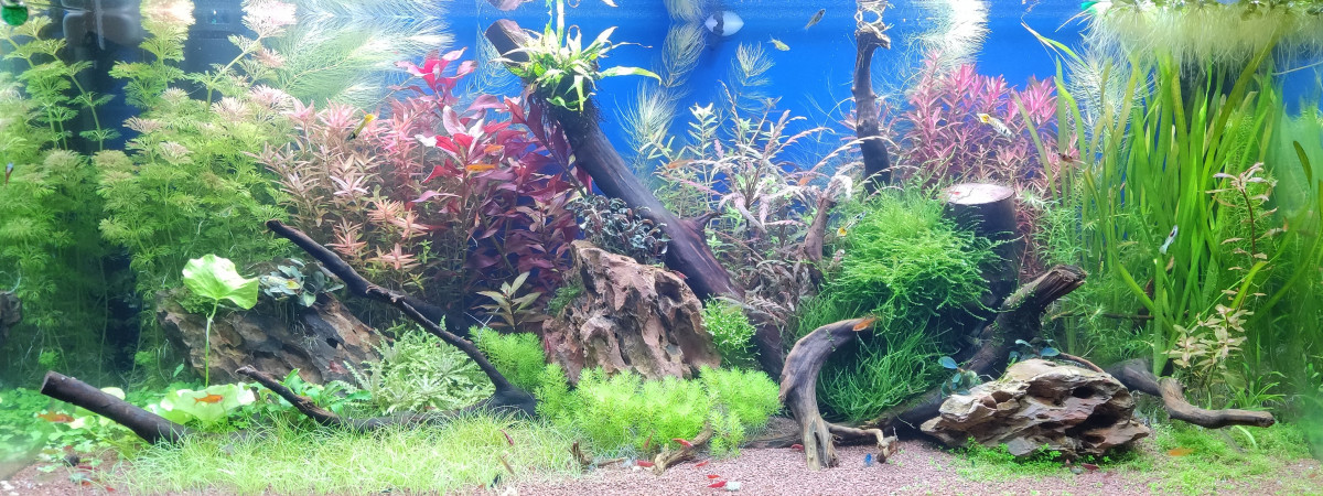 aquarium Juwel Rio 180