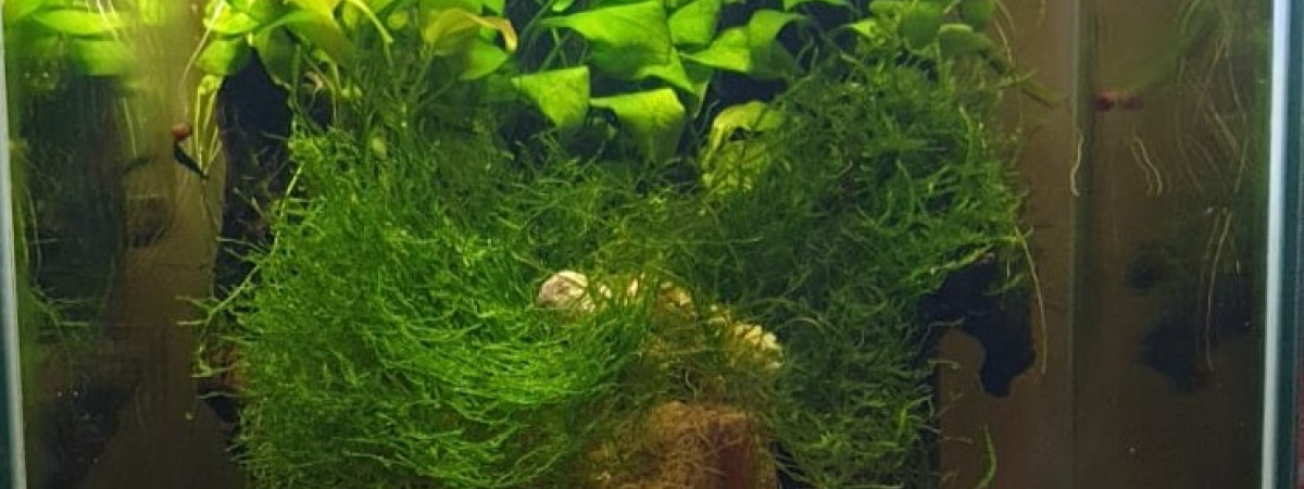 aquarium 30L