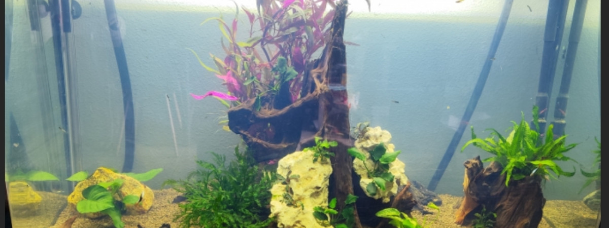 aquarium Osaka 280