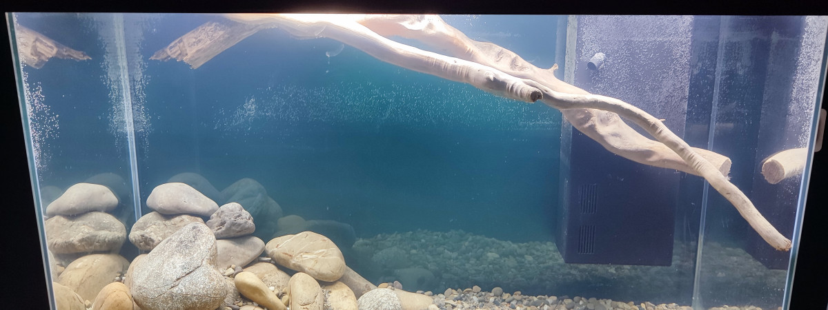 aquarium Malawi