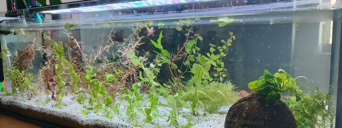 aquarium Aqua plante