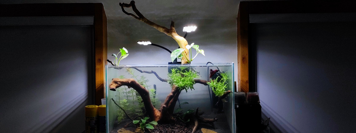 aquarium Betta paradise