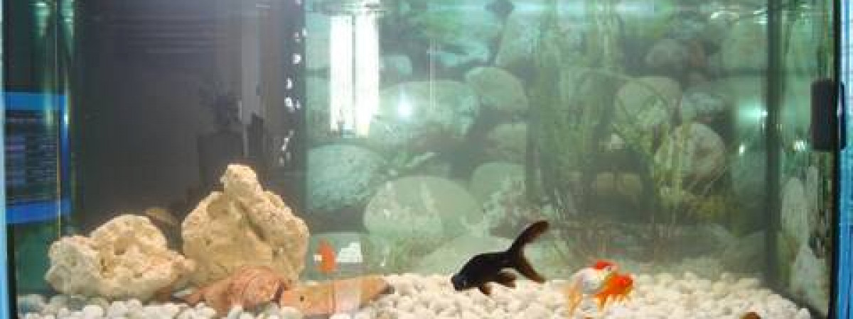 aquarium spécifique poisson