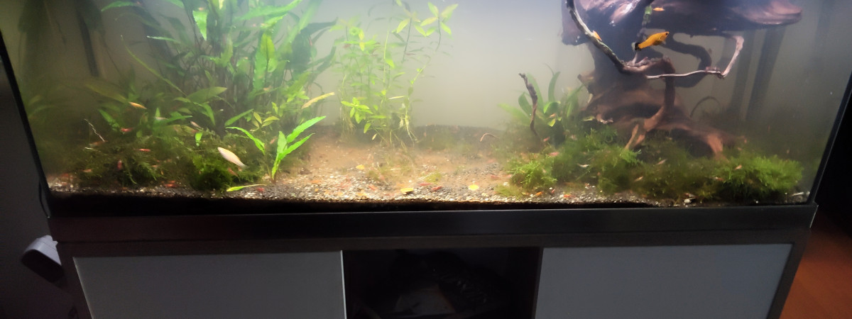 aquarium Mollys et crevettes
