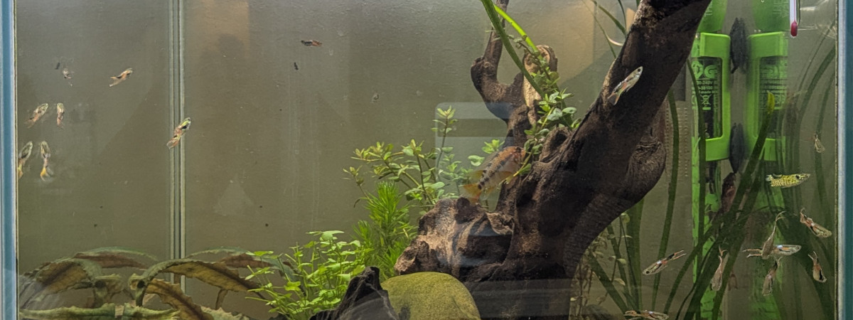 aquarium Le Cube Amazonien