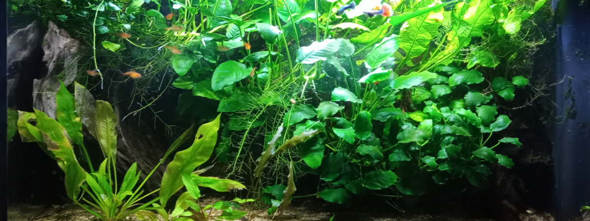 aquarium Bac jungle