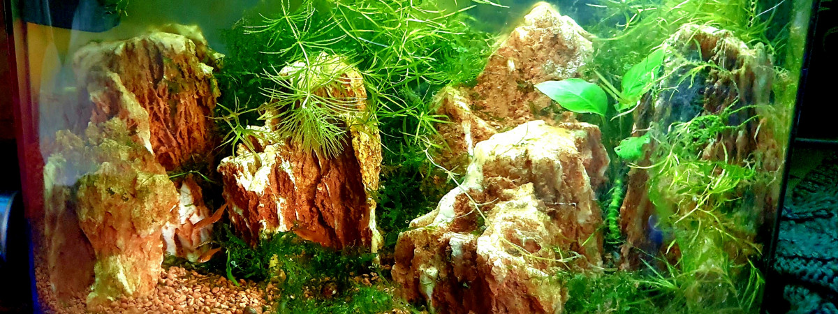 aquarium Rasbo