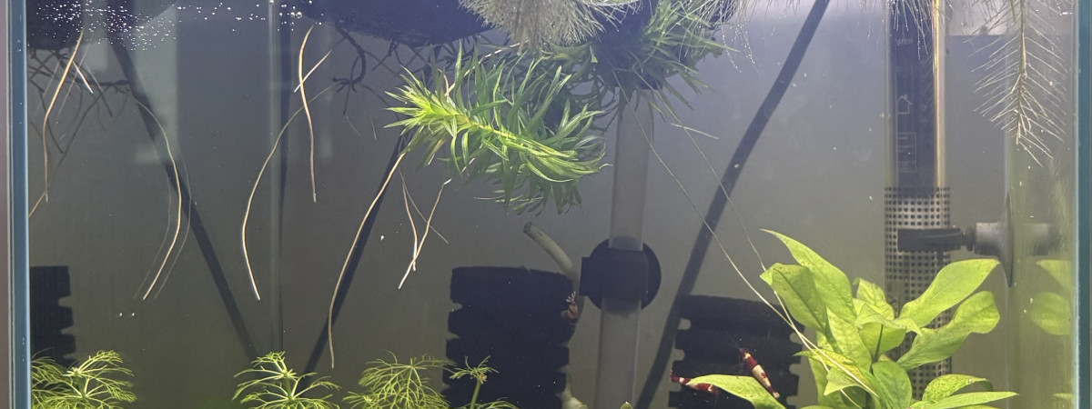 aquarium Caridina world