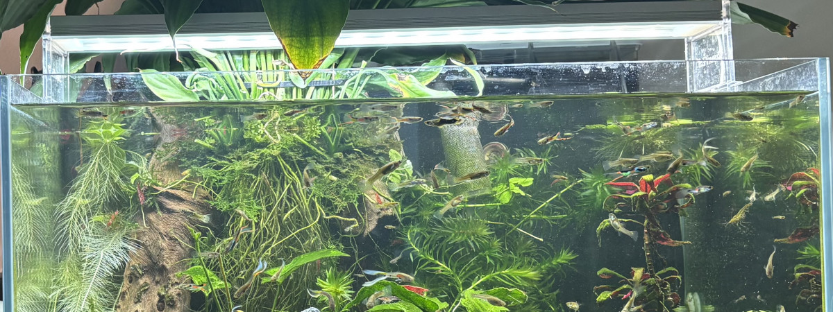 aquarium shrimp and guppy endler
