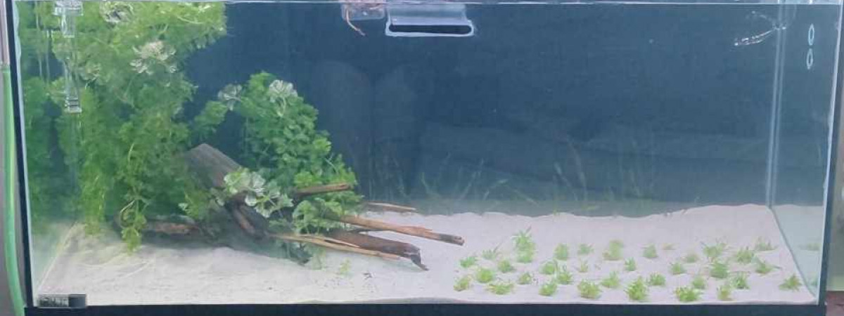 aquarium Projet Malawi