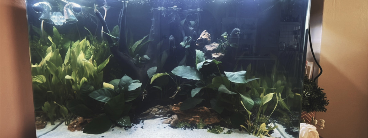 aquarium Thai Era