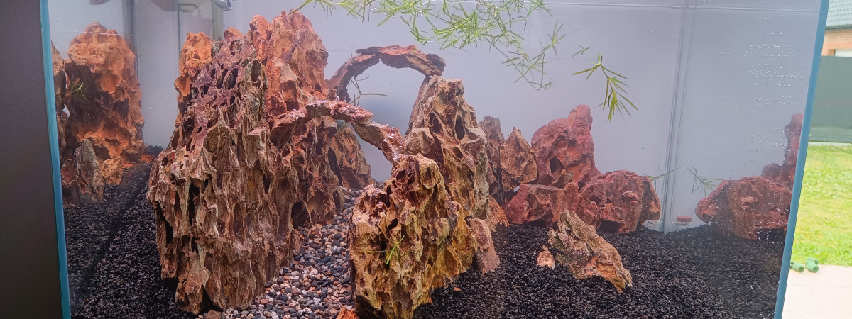 aquarium Bucephalandra