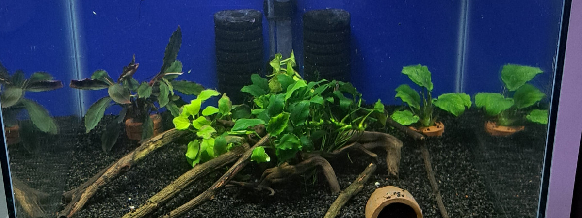aquarium 50L Apistogramma agassizii blue flame