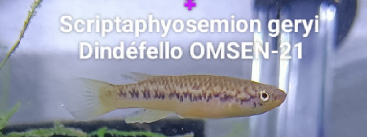 aquarium 212  01 Jeune Male Scriptaphyosemion geryi  Dindéfello OMSEN-21