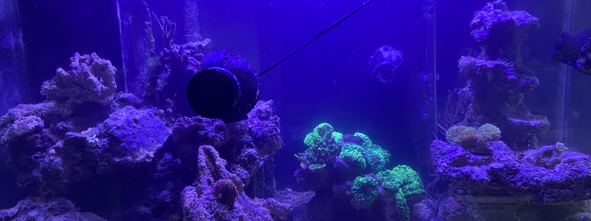 aquarium Aquarium Recifal 365 litres