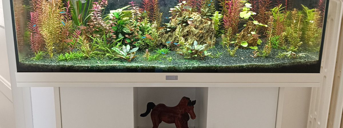 aquarium Aquarium juwel 160