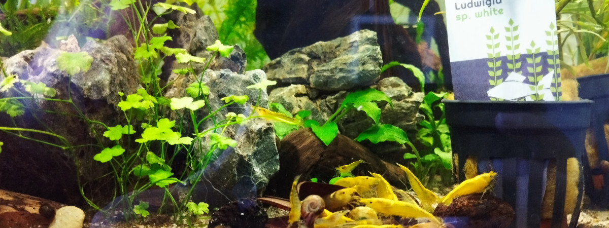 aquarium Yellow cube