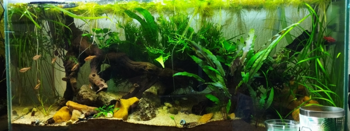 aquarium Les barbus