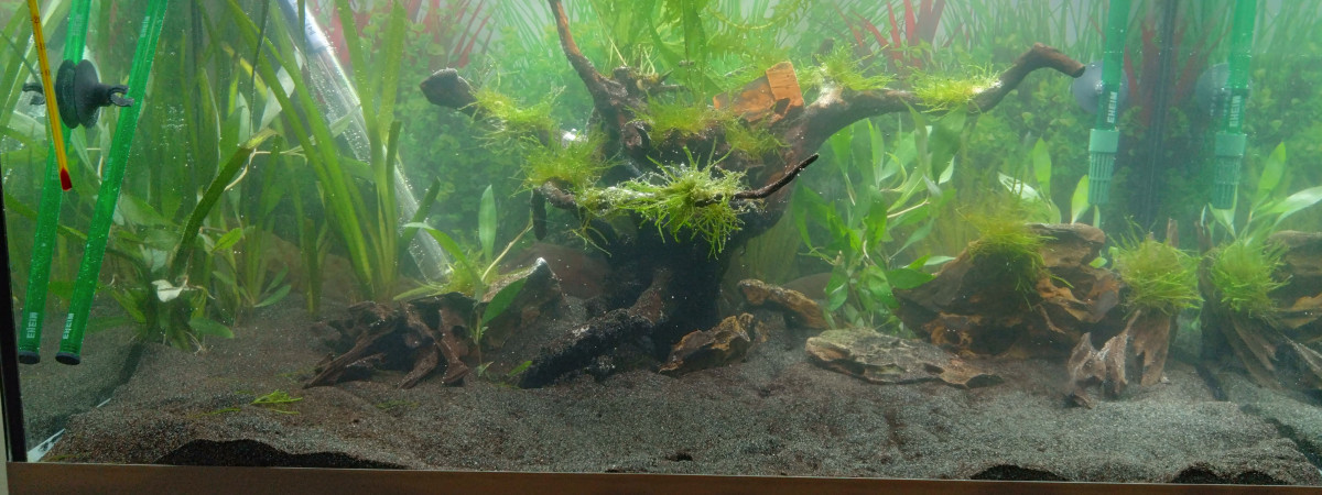 aquarium New aqua relooké suite à un déménagement