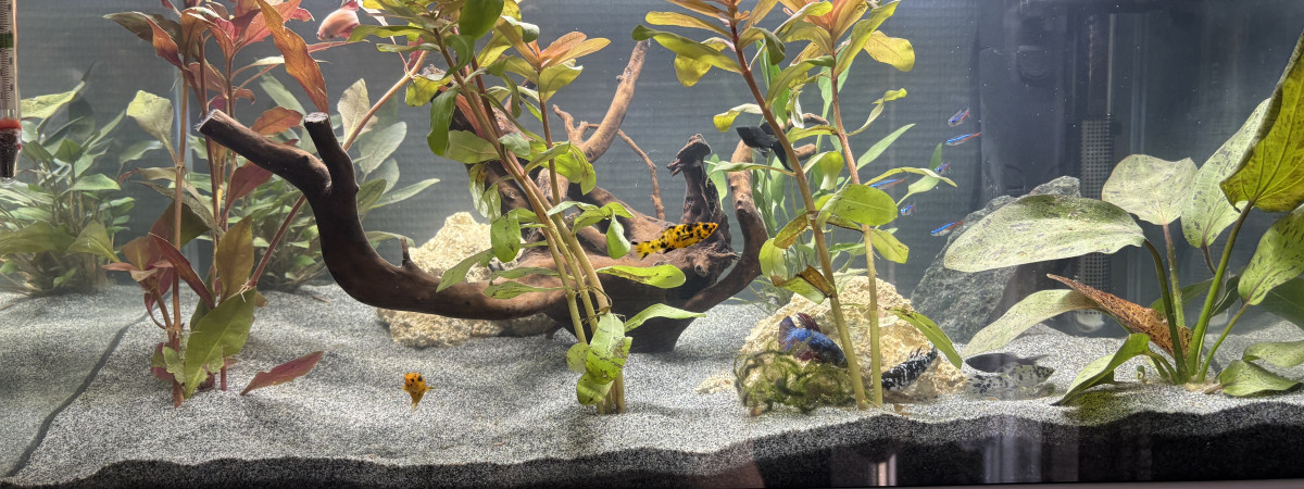aquarium le premier
