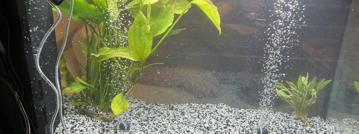 aquarium Rio