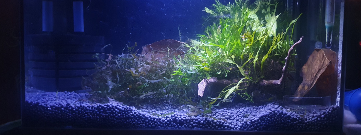 aquarium R.C