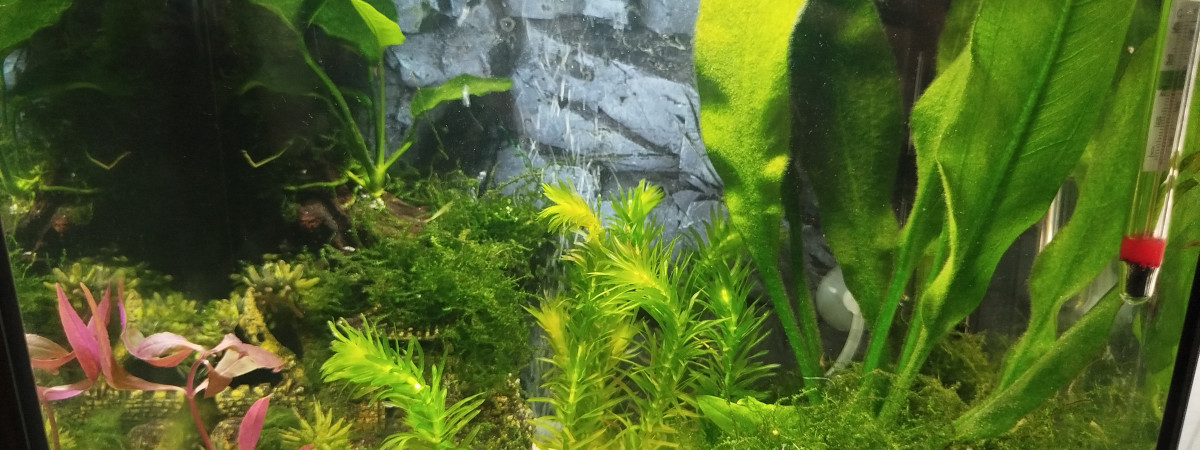 aquarium Superfish Start 30 Tropical