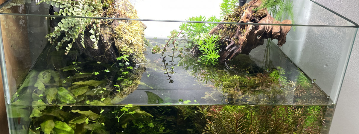 aquarium Nouveau 30L