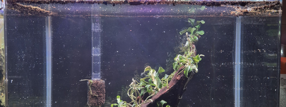aquarium Nano Souche