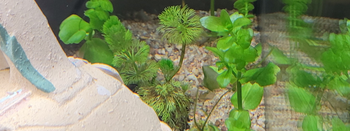 aquarium bonj