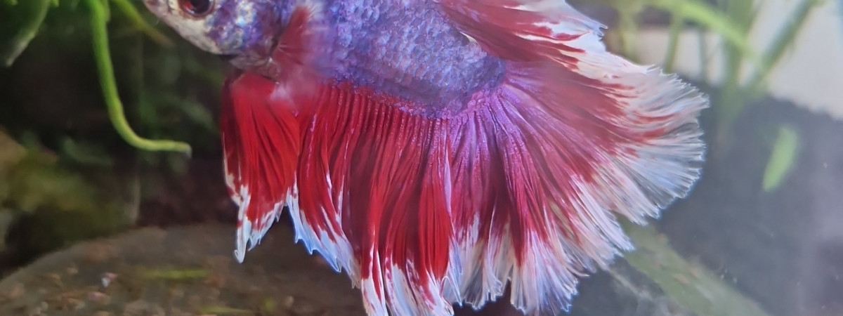 aquarium Betta