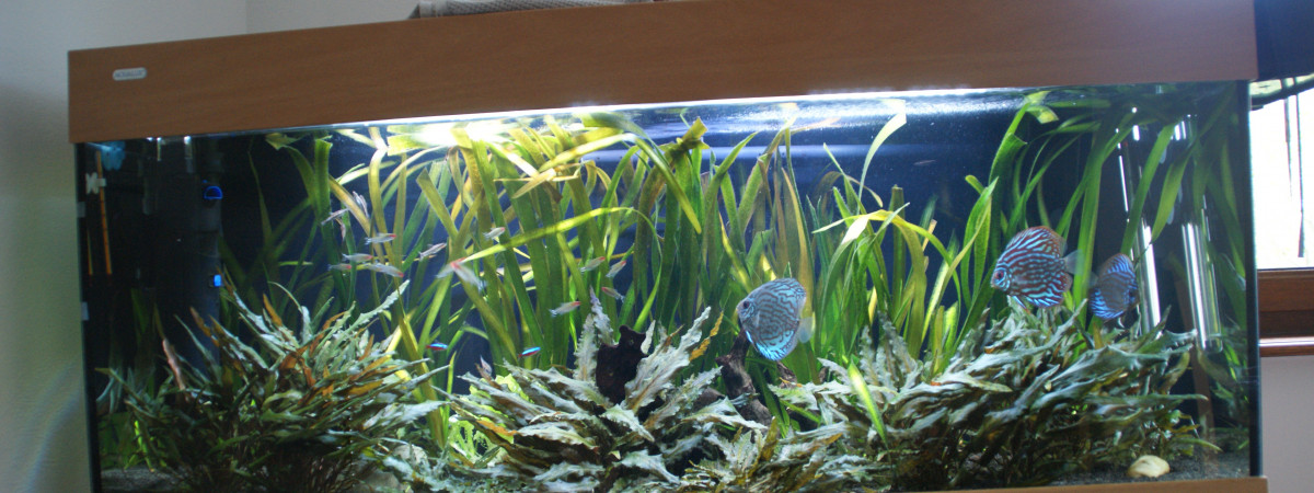 aquarium Sud américain