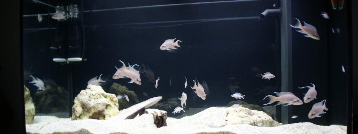 aquarium Africain