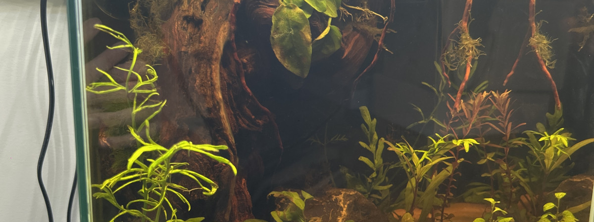 aquarium 30L
