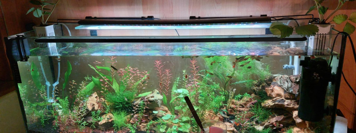 aquarium Aqua suite 17 06 25