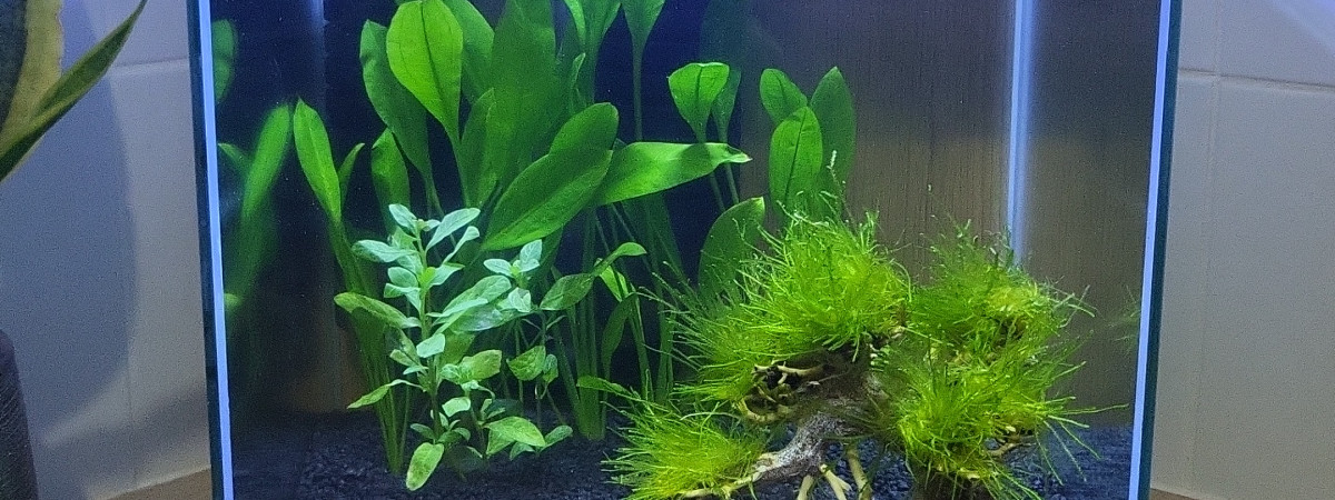 aquarium En cyclage