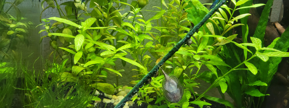 aquarium Blue velvet  et physa marmorata
