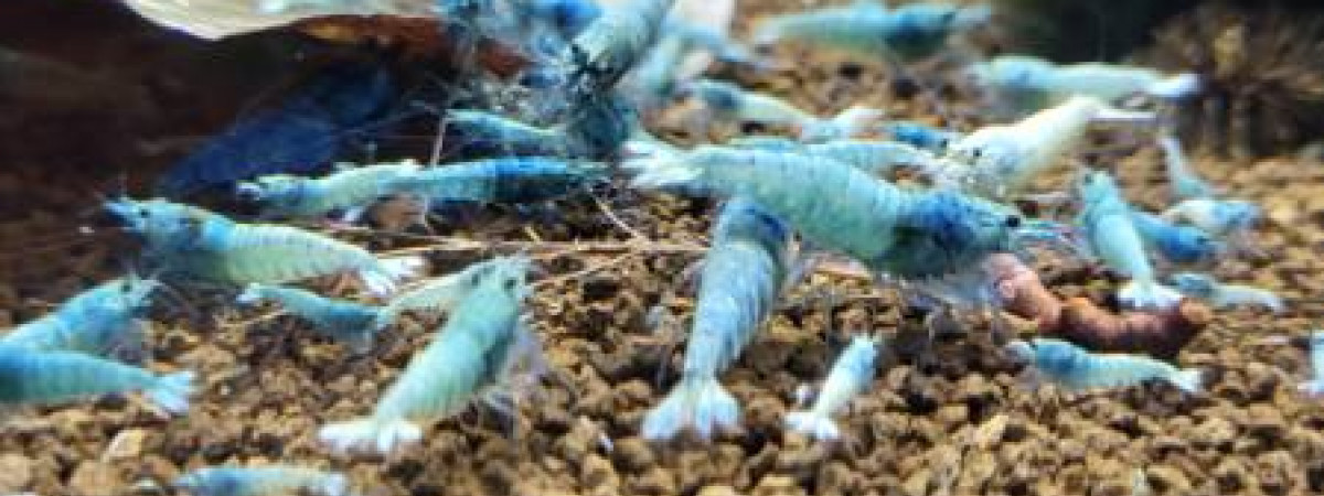 aquarium Cuve de 27l