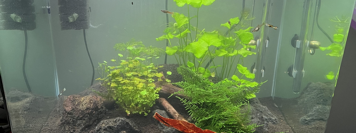 aquarium Dennerle scaper tank 70l
