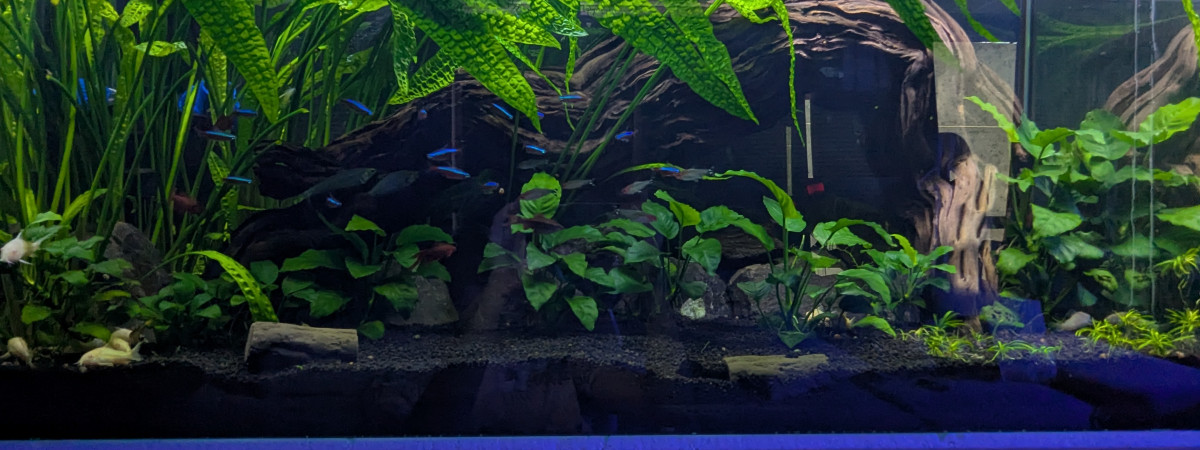 aquarium 200 Litres
