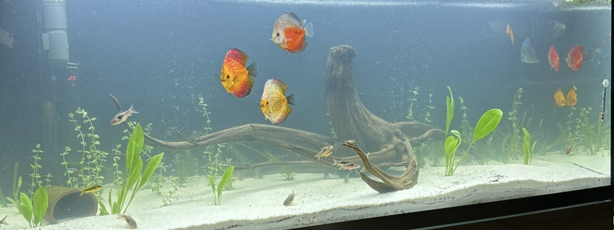 aquarium Biotope amazonien discus