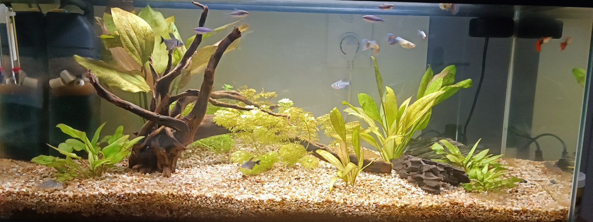 aquarium Yay14